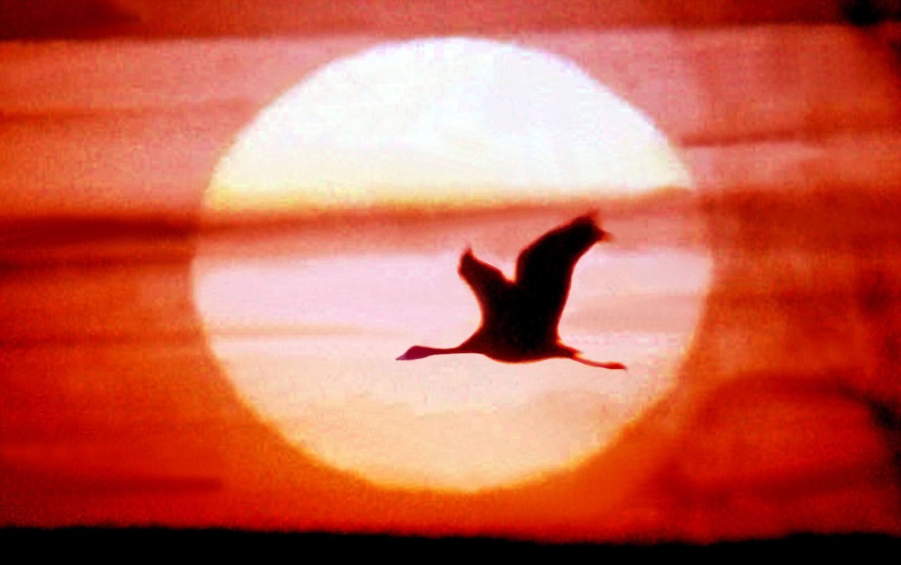 Crane Sunrise Z